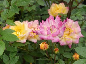 BABY MASQUERADE (miniature)